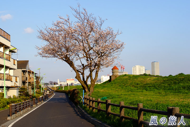 砧下浄水場　多摩川土手の水道施設と桜の写真