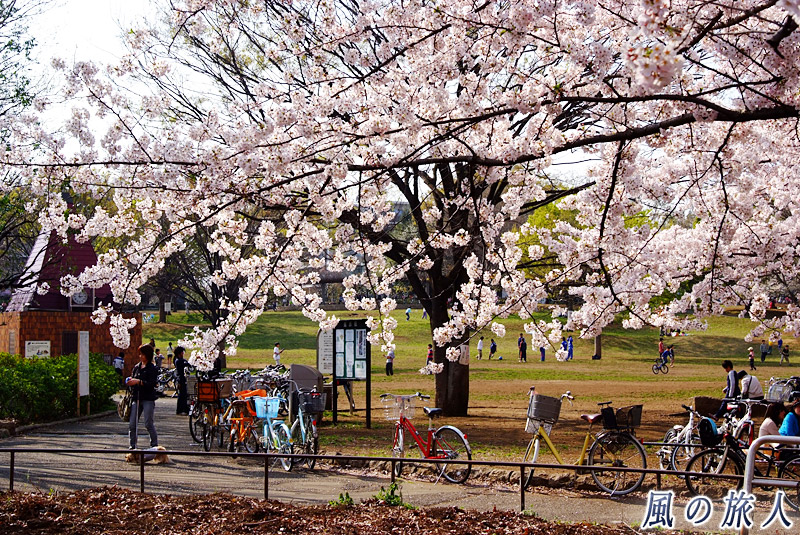 都立祖師谷公園　桜の時期の広場の写真