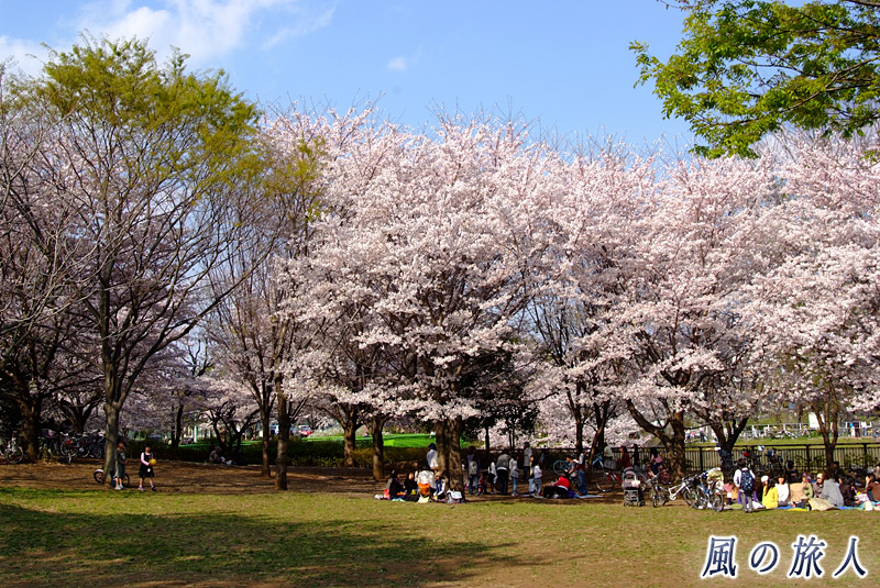 都立祖師谷公園　広場での花見の写真