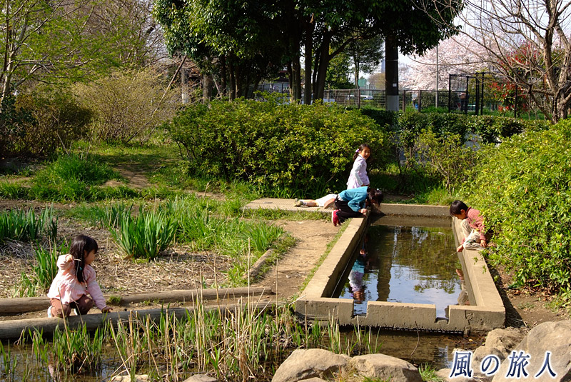 都立祖師谷公園　湿生植物園の写真