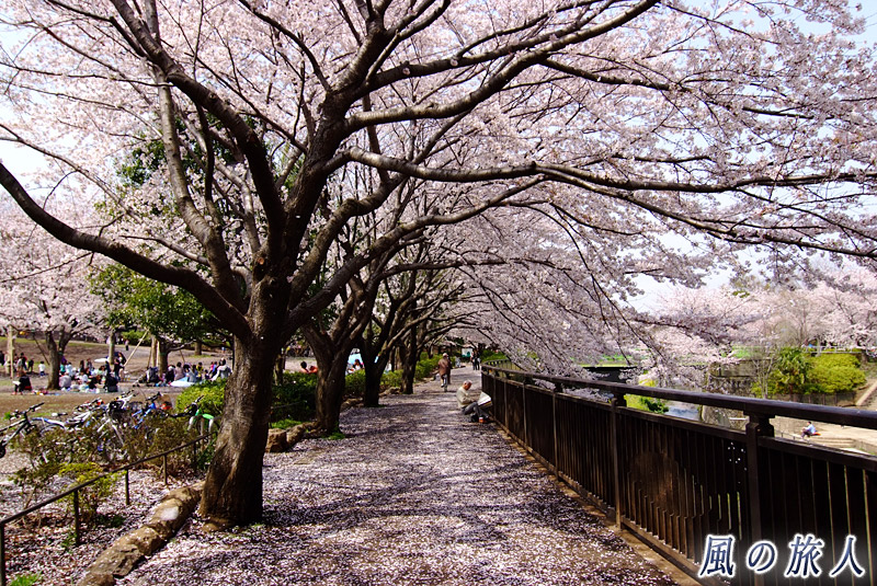 都立祖師谷公園　仙川西側の桜並木の写真