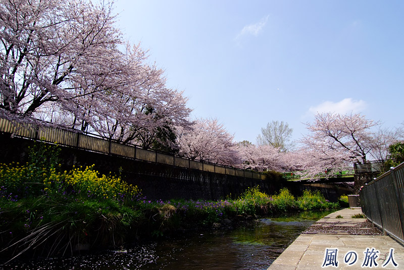 都立祖師谷公園　親水テラスから見る桜並木の写真