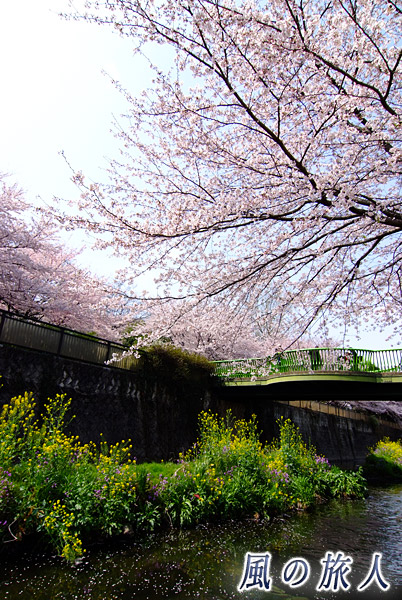 都立祖師谷公園　桜の時期のせきれい橋の写真