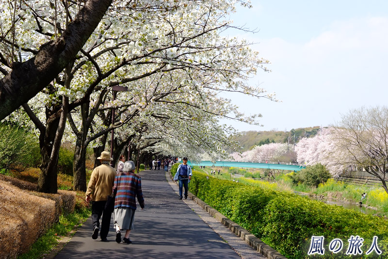 喜多見野川緑道　桜の時期の野川緑道の写真