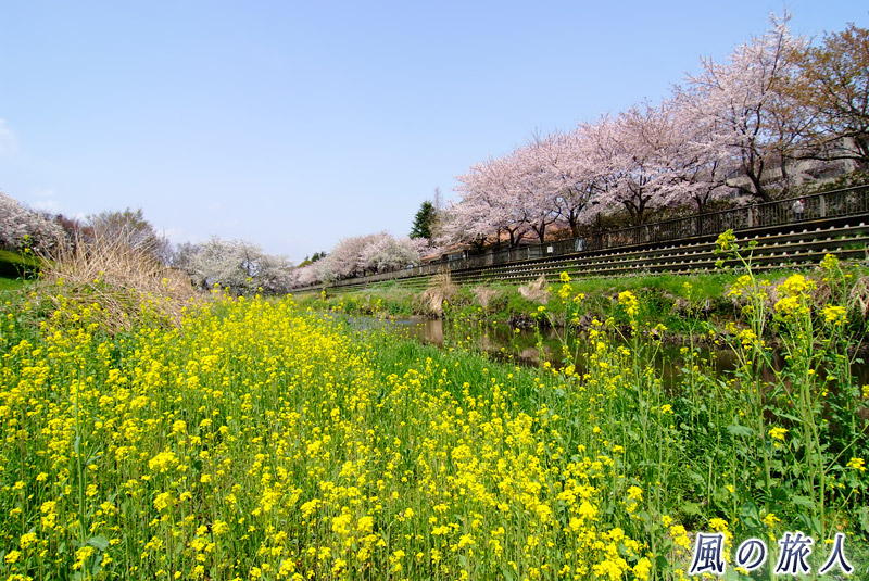 喜多見野川緑道　菜の花と桜並木の写真