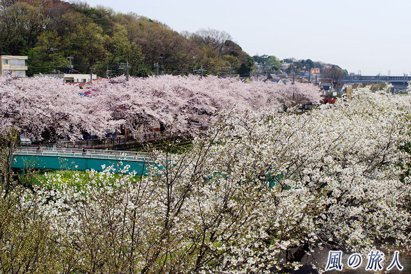 喜多見ふれあい広場から見た野川の桜並木と国分寺崖線の写真