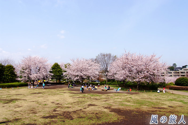 喜多見ふれあい広場　桜のある広場の写真