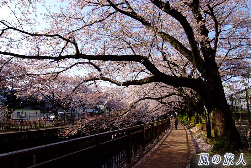 成城東宝スタジオ脇の仙川沿いの桜並木　ホームセンターの手前の写真