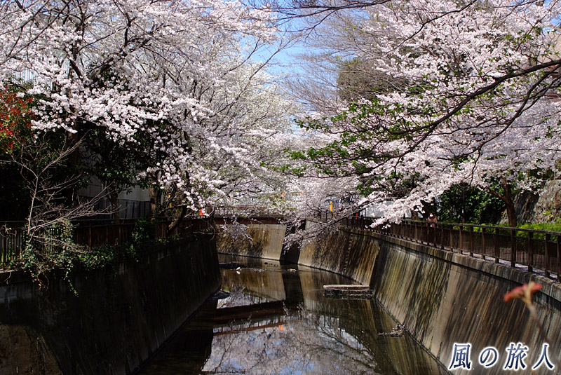成城東宝スタジオ脇の仙川沿いの桜並木　下流部の桜並木の写真