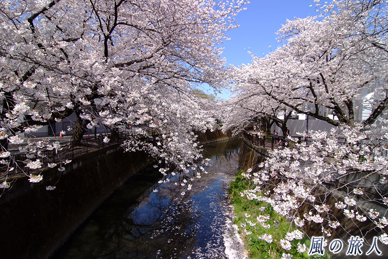成城東宝スタジオ脇の仙川沿いの桜並木　橋の上からの写真