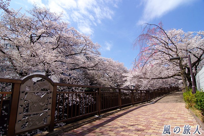 成城東宝スタジオ脇の仙川沿いの桜並木　ゴジラと桜並木の写真