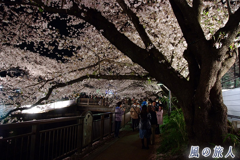 成城東宝スタジオ　花見ライトアップ　ライトアップの時の遊歩道の写真