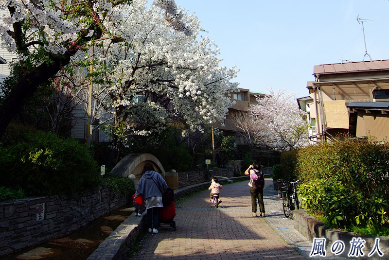 桜の時期の烏山川緑道の写真