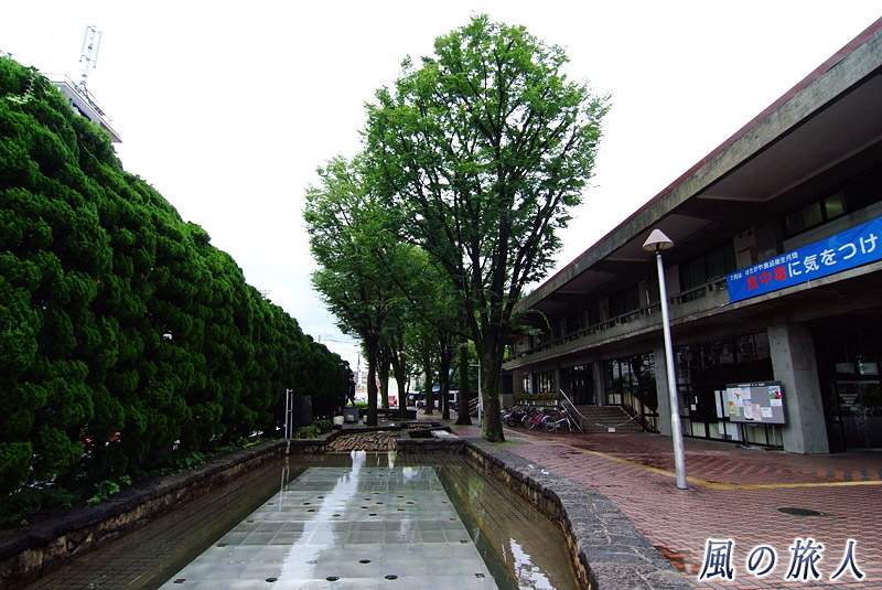 世田谷区役所　区民会館前のケヤキ並木の写真