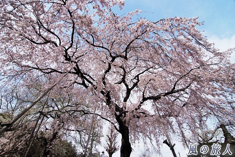 大蔵妙法寺　枝垂桜の枝ぶりの写真