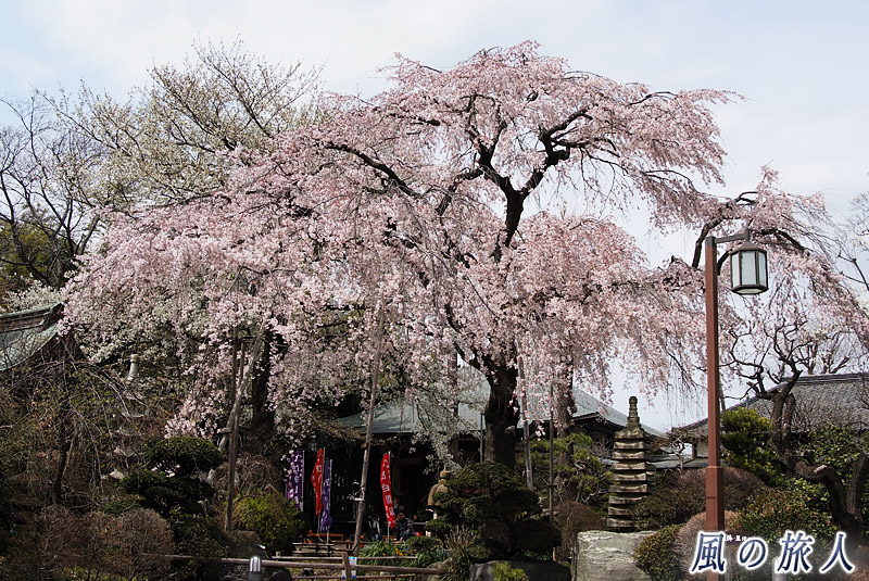 大蔵妙法寺の枝垂桜の写真