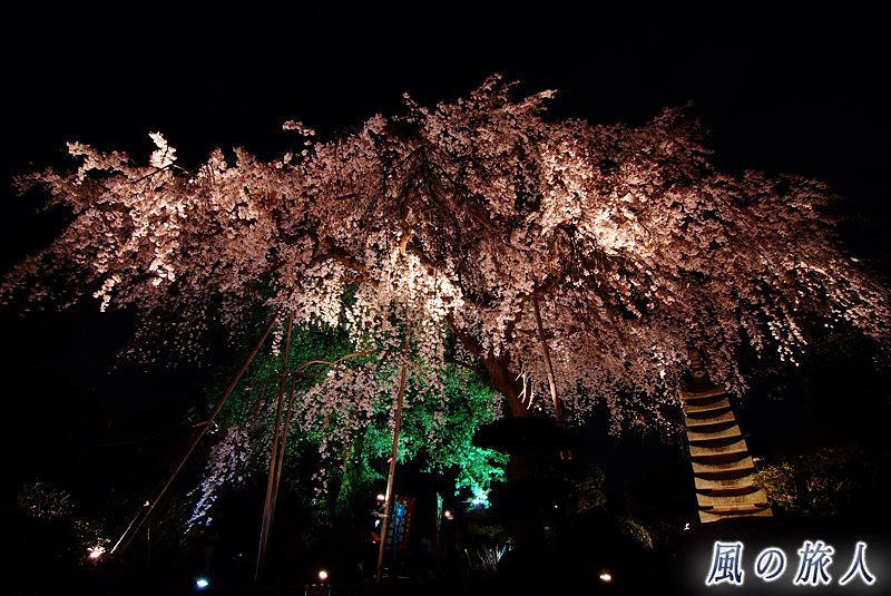 大蔵妙法寺　ライトアップされた枝垂桜の写真