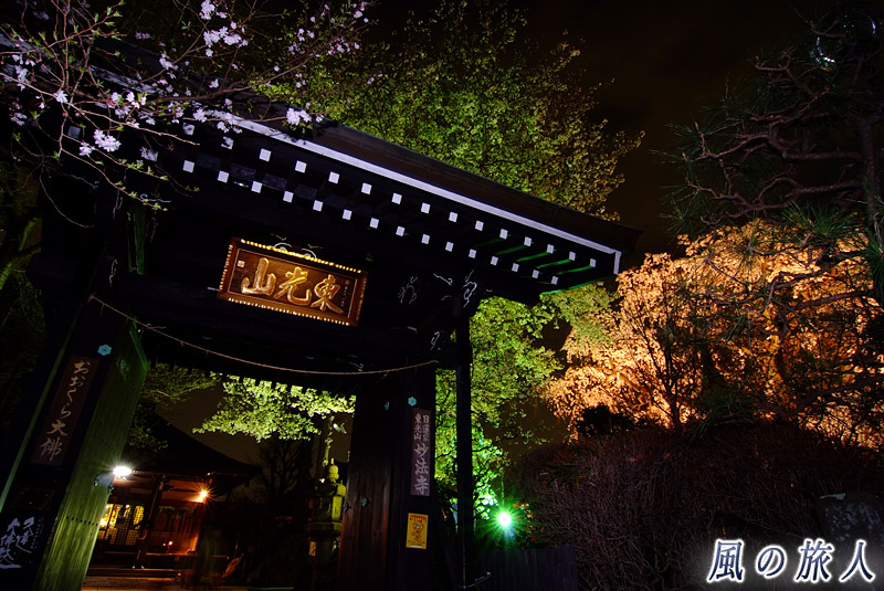 大蔵妙法寺　法華門とライトアップされた桜の写真