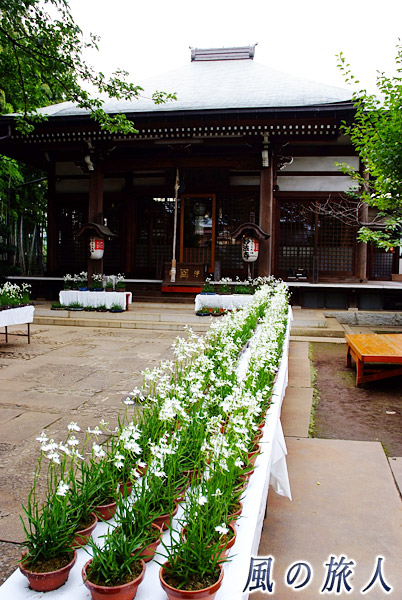 大蔵妙法寺　鷺草の鉢植えが並んでいる様子の写真