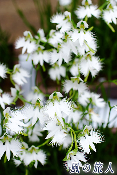 大蔵妙法寺　鷺草の花の写真
