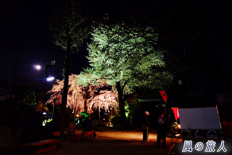 大蔵妙法寺　枝垂桜と大島桜の共演の写真
