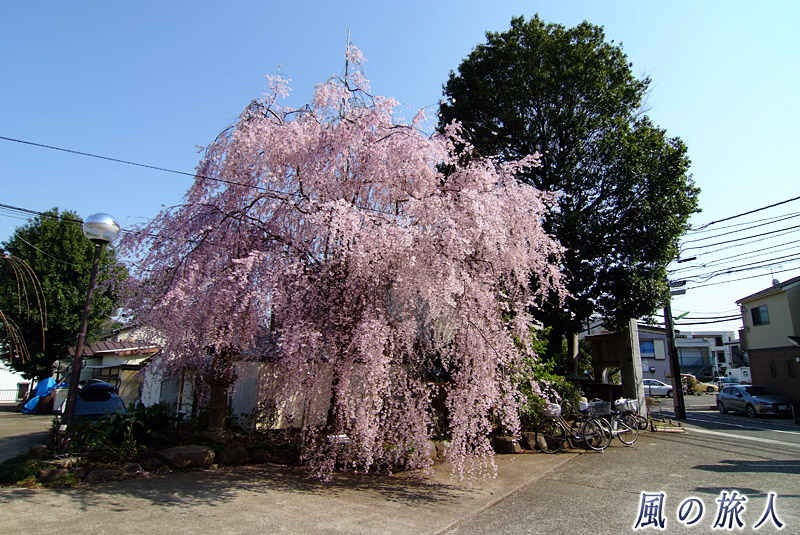大蔵妙法寺　入り口付近の枝垂桜の写真