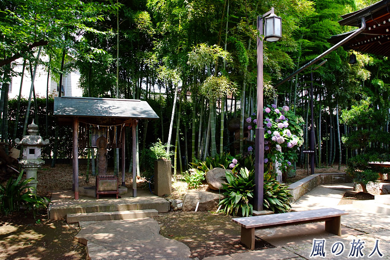 大蔵妙法寺　本堂横の竹林の写真