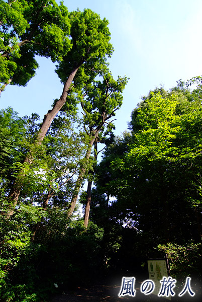 北烏山九丁目屋敷林　背の高い屋敷林の写真