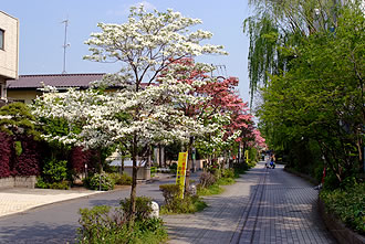 砧線跡歩道の花水木