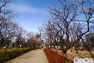 羽根木公園の梅