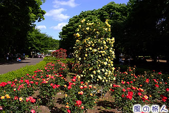 大蔵総合運動場のバラの花壇