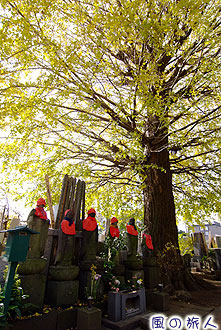 西福寺の紅葉の写真