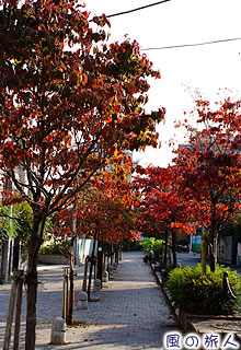 ハナミズキ並木の紅葉の写真