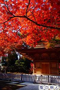 豪徳寺の紅葉の写真