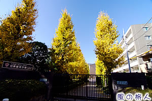 目黒星美学園のイチョウ並木の写真