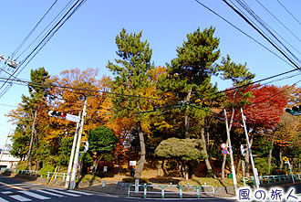 世田谷城公園の紅葉の写真