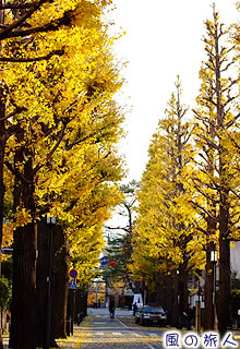 成城学園前のイチョウ並木の写真