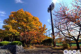 大蔵総合運動公園の紅葉の写真