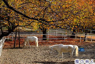 馬事公苑の紅葉の写真