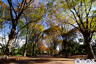駒沢オリンピック公園の紅葉の写真