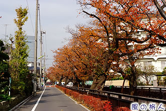 谷沢川桜並木の紅葉の写真