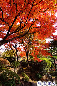 等々力渓谷の紅葉の写真