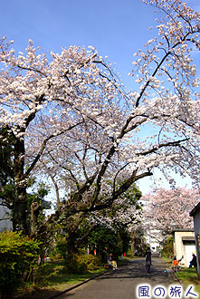 和田堀給水所の桜の写真