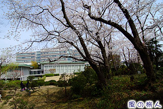 駒澤大学　深沢キャンパスの庭園の桜の写真