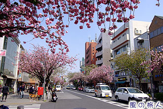桜新町駅前の桜並木の写真