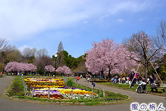 蘆花恒春園花の丘の桜の写真