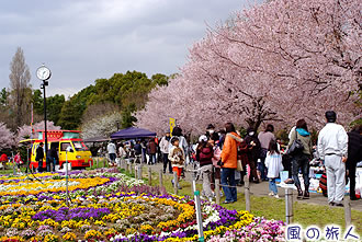 蘆花恒春園花の丘　高遠コヒガン桜まつりの写真