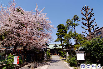 桜神宮の桜の写真