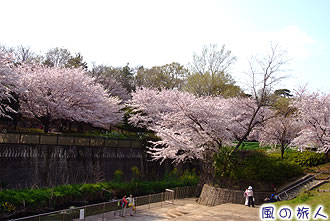 祖師谷公園の桜の写真