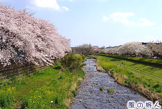 野川緑道の桜並木の写真